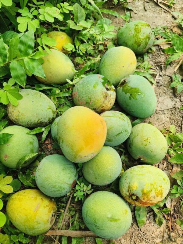 ১০ কেজি গোপালভোগ