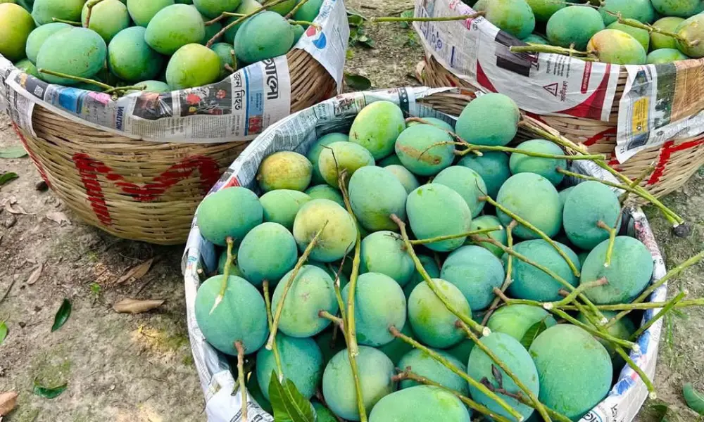 mango image (1)
