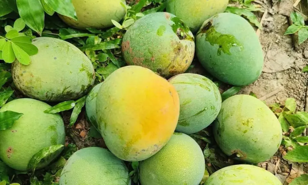 mango image (2)