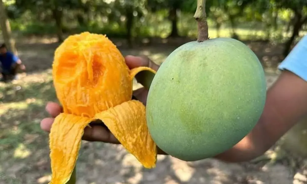 mango image (3)