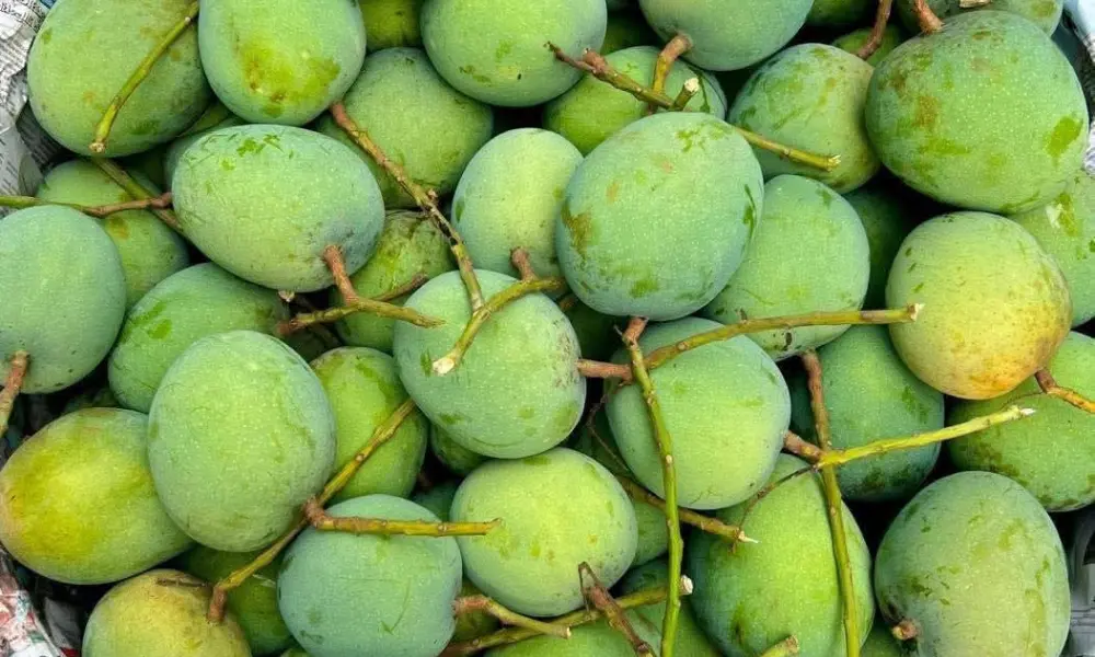 mango image (4)