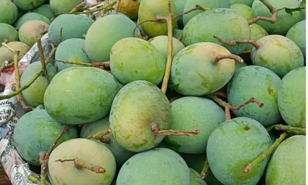 mango image